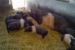 WP_20170913_11_48_37_Pro